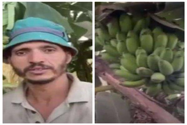  «بوابة أخبار اليوم» في أرض الموز بالقليوبية