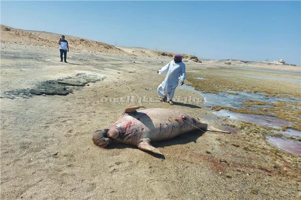 عروس البحر النافقة