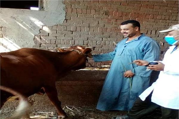  خلال تحصين الماشية ضد مرض الحمي القلاعية وحمى الوادي المتصدع  