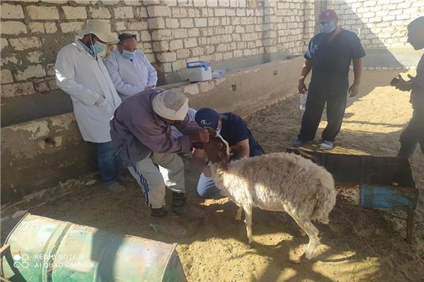 قوافل بيطرية مجانية لفحص المواشي بواحة سيوة 
