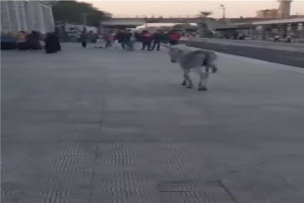 الحمار داخل محطة القطار