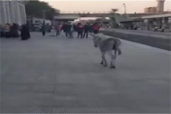 الصورة المتداولة