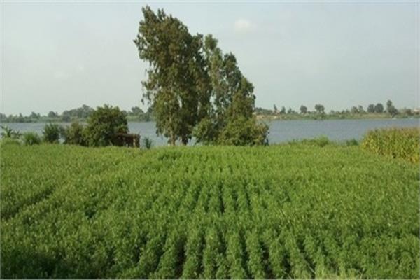 ارشيفية