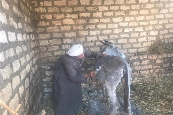 حلاق الحمير بالمنيا