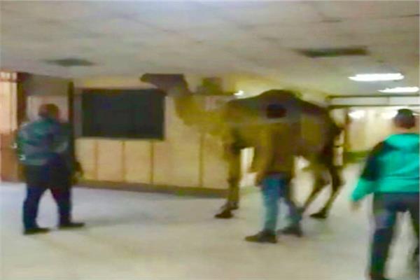 جمل جامح يقتحم مستشفى أوسيم بالجيزة.‎