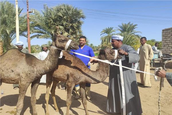 جانب من القوافل 