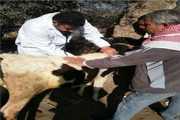 قوافل بيطرية من جامعة الزقازيق