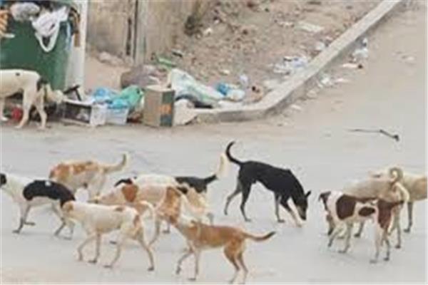 حملة للقضاء على  الكلاب الضالة