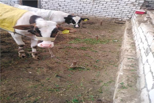  ترقيم وتسجيل ١٤٥١٠ رأس ماشية واستخراج 22867 بطاقه تسجيل حيوان  بالبحيرة 
