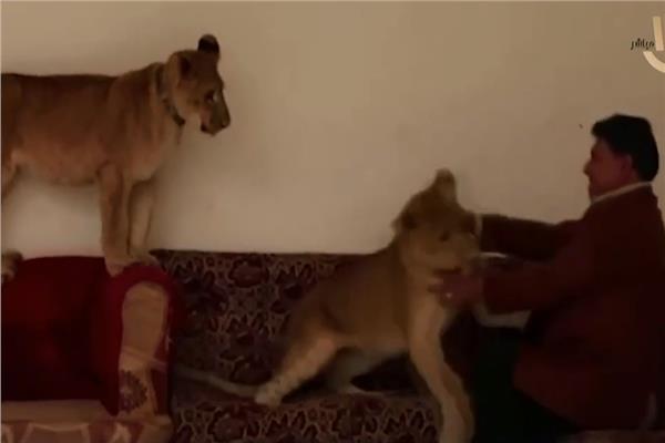 تربية الاسود