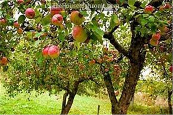 أشجار التفاح