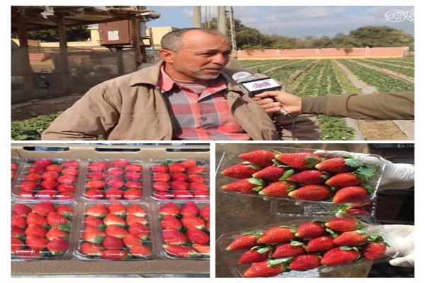 الفراولة في قرية الدير بالقليوبية