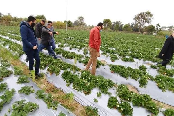 زراعة الفراولة بالتنقيط في دمياط