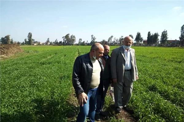 زراعة المنوفية برامج توعية إرشادية مكثفة للمزارعين  للنهوض بمحصول القمح