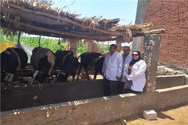 تحصين  3690 رأس ماشية