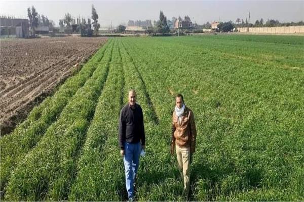زراعة المنوفية تنفيذ يوم حقل لمحصول القمح