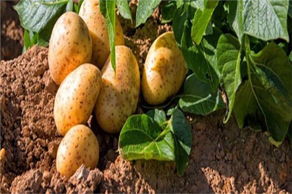  اعتماد 51 الف فدان بطاطس خالية من مرض «العفن البني»