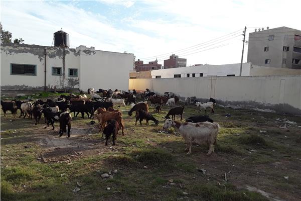  مطالب أبناء قرية رأس الخليج بالدقهلية من مبادرة حياة كريمة 