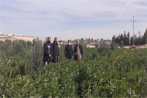 صورة موضوعية