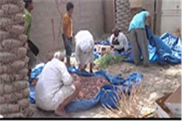 قرية بهاء الريف أشهر قرى أسوان انتاجا للبلح