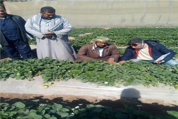 صورة موضوعية