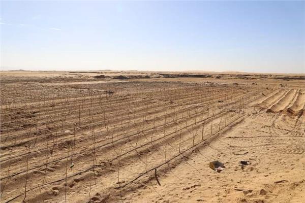 مشروع إنتاج الحرير بالخارجة