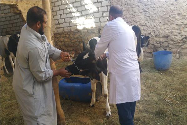 حملات لتحصين الماشيه ضد الحمي القلاعية بالصحراء الغربيه 