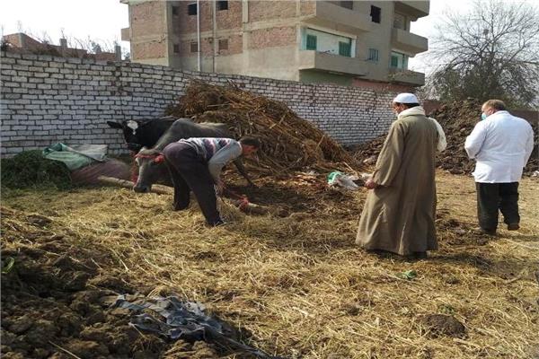 تحصين رأس ماشية بالمنوفية