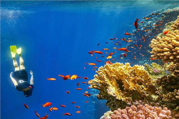 صورة توضيحية
