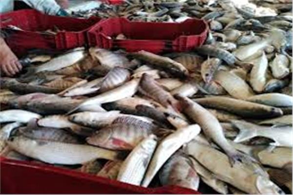 سقوط شحنة أسماك فاسدة قبل ترويجها على الأسواق