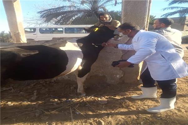 تحصين 47 ألف رأس ماشية