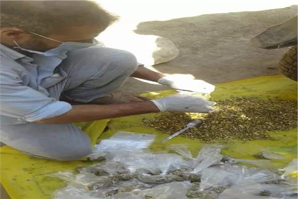 زراعة المنوفية  حملة صيانة محصول القمح للموسم الحالي 2021 