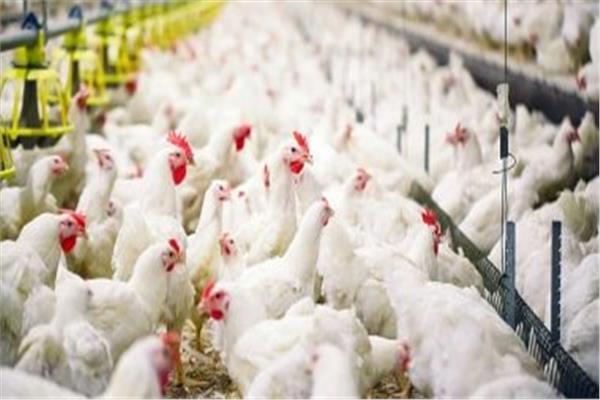 تحصين الطيور ضد أنفلونزا الطيور