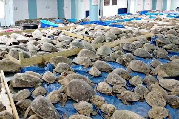 انقاذ 4500 سلحفاه بحرية من «الصعق البارد»
