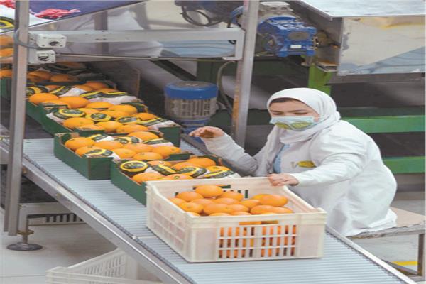 إعداد البرتقال للتصدير للخارج 