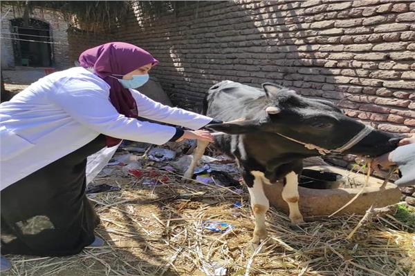 حملة تطعيم ضد مرض الحمي القلاعية 