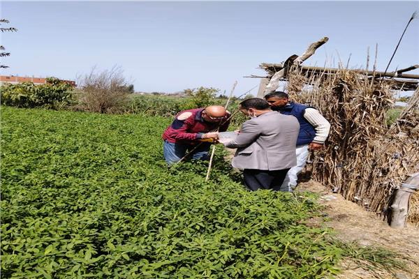 مدير عام المكافحة بوزارة الزراعة يتفقد محصول القمح