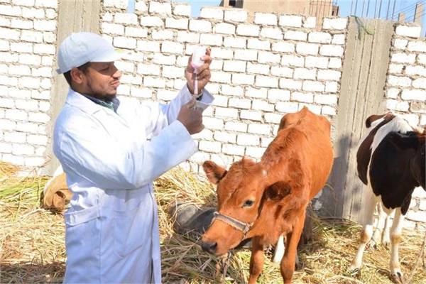 تحصين الماشية ضد الحمي القلاعية 
