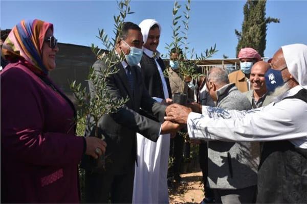 «بحوث الصحراء» يوزع ٥٠ ألف شتلة زيتون مجانًا بمطروح وسيوة
