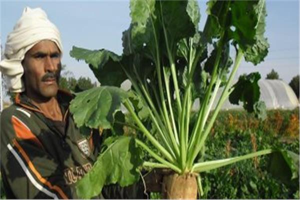 صورة توضيحية