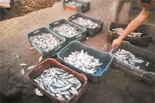  أسماك متنوعة بدأت تظهر بعد التطهير