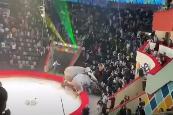بسبب كورونا.. لحظات رعب بعد معركة شرسة بين فيلين