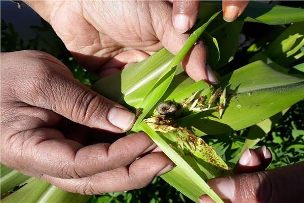 الزراعة تنظم ورشة عمل دولية حول مكافحة دودة الحشد الخريفية الأحد المقبل