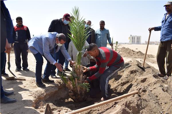   زراعة ١٢٠ شجرة نخيل مثمر بجامعة سوهاج هدية  من  تنمية وحماية البيئة 