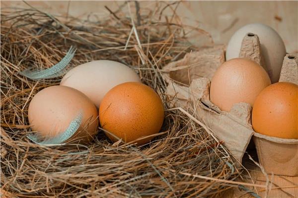 اختبار صلاحية البيض