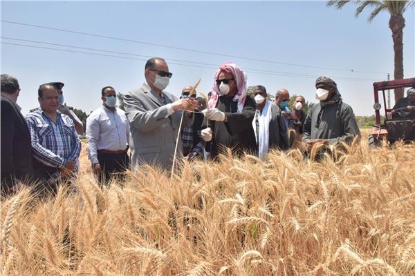 زراعة 233 الف فدان قمح والانتهاء من تجهيز 28 شونة بأسيوط