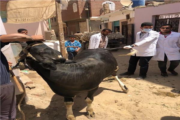 جامعة سوهاج تطلق قوافلها البيطرية لقريتي الفراسية والعوامر وتعالج ١٠٩١ حالة