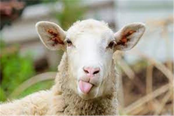 خروف - صورة موضوعية