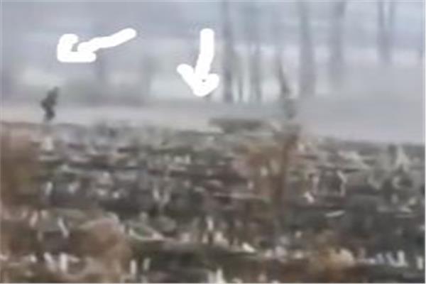 هجوم نمر سيبيري