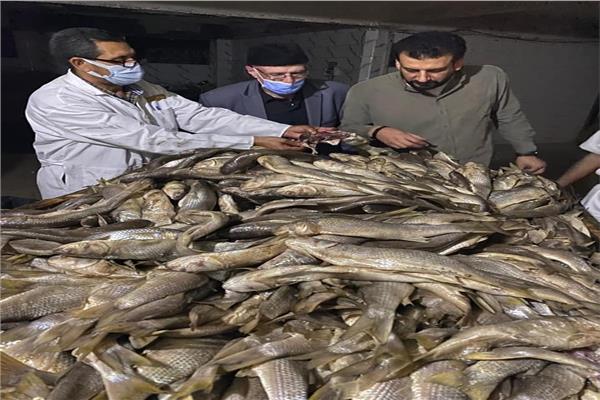 ضبط 7 طن رنجة وفسيخ غير صالحة في الغربية